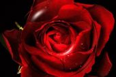 《玫瑰只为你盛开》(李佳颖演唱)的文本歌词及LRC歌词