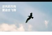《逆风飞翔》(魏晖倪演唱)的文本歌词及LRC歌词
