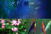 《鱼水情歌》(许强演唱)的文本歌词及LRC歌词