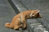 《流浪的猫》(贺一航演唱)的文本歌词及LRC歌词