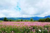《山花朵朵开》(东方红艳演唱)的文本歌词及LRC歌词