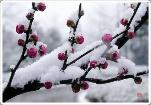 《雪落梅香》(菲儿)歌词555uuu下载