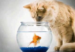 《让猫吃的鱼》LRC歌词 《让猫吃的鱼》(缘分心儿)歌词555uuu下载