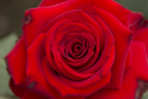 《玫瑰,玫瑰,我爱你》(朱晓琳)歌词555uuu下载