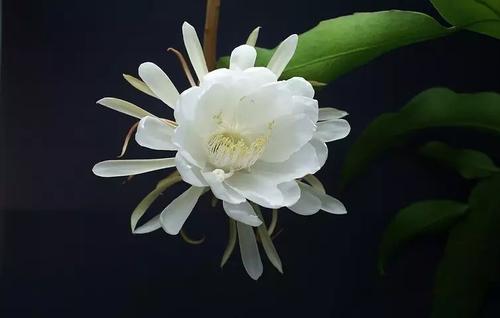 《昙花一现》LRC歌词 《昙花一现》(玺晨)歌词555uuu下载