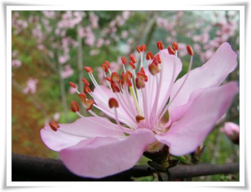 《梦入桃花源》LRC歌词 《梦入桃花源》(陈思思)歌词555uuu下载
