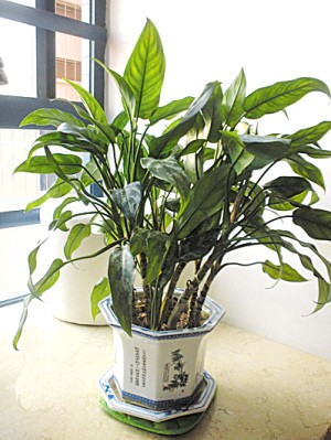 《流浪花》LRC歌词 《流浪花》(花姐)歌词555uuu下载