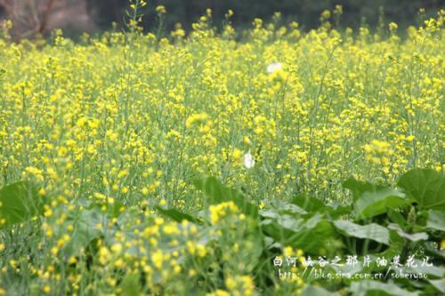 《油菜花儿之恋》LRC歌词 《油菜花儿之恋》(蒋婴&龙飞)歌词555uuu下载