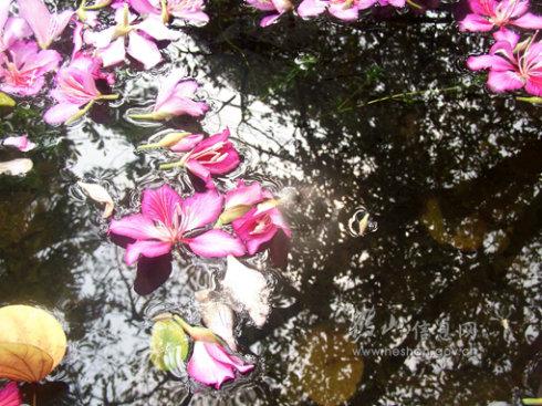 《雨落花台》LRC歌词 《雨落花台》(何艺纱)歌词555uuu下载