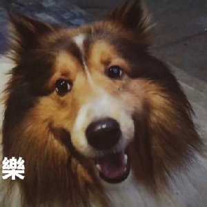 《流浪的猫写情诗》LRC歌词 《流浪的猫写情诗》(音阙诗听/李佳思)歌词555uuu下载