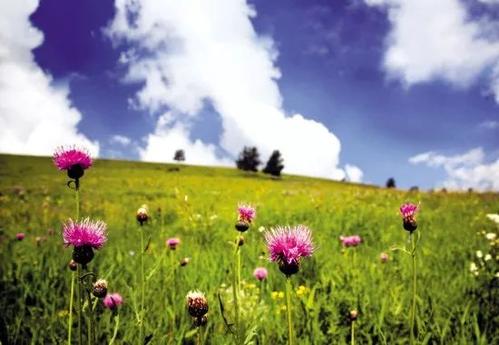 《草原一枝花》LRC歌词 《草原一枝花》(乌兰图雅)歌词555uuu下载