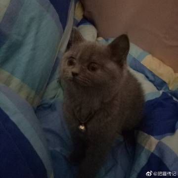《肥猫传记》LRC歌词 《肥猫传记》(王觉)歌词555uuu下载
