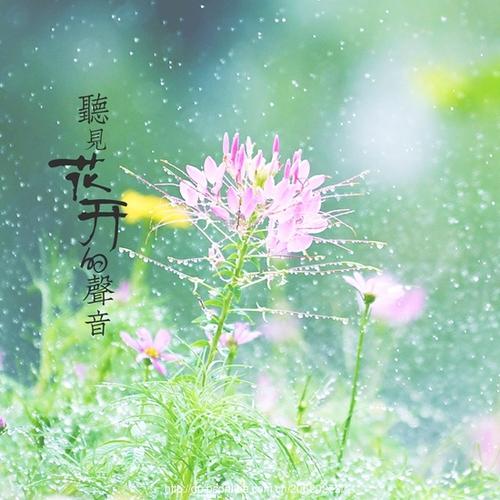 《听见花开的声音》(钱紫陌)歌词555uuu下载