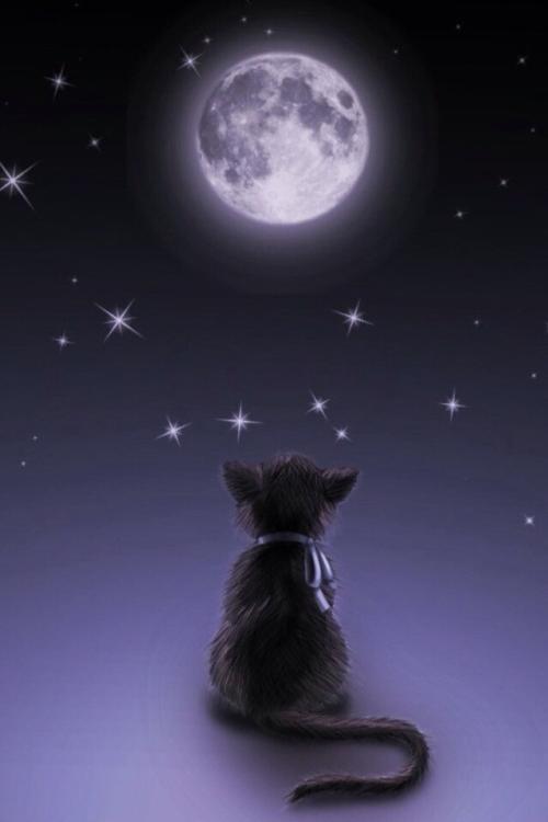《相思的夜里》LRC歌词 《相思的夜里》(云菲菲)歌词555uuu下载