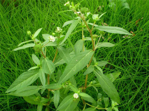 《野草》LRC歌词 《野草》(崔浩然)歌词555uuu下载