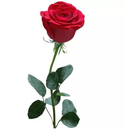 《送我一朵玫瑰花》(乌兰图雅)歌词555uuu下载