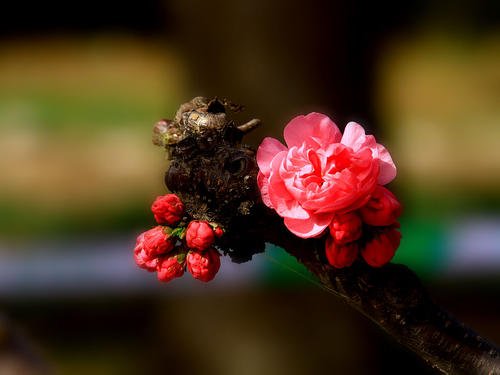 《女人花》LRC歌词 《女人花》(徐佳莹)歌词555uuu下载