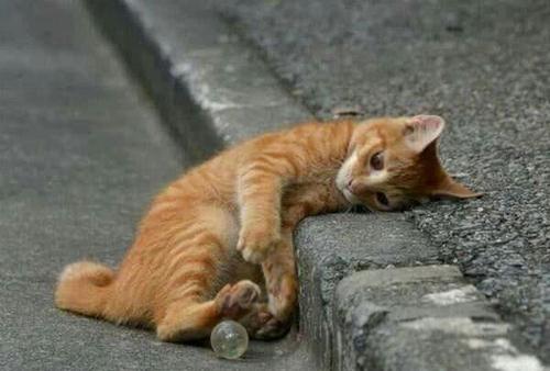 《流浪的猫》LRC歌词 《流浪的猫》(贺一航)歌词555uuu下载