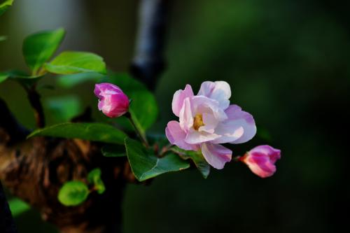 《花开》LRC歌词 《花开》(陈粒)歌词555uuu下载