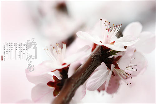 《人比桃花醉》LRC歌词 《人比桃花醉》(紫陌月色)歌词555uuu下载