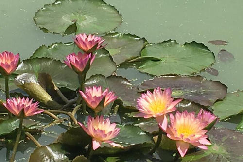 《痴心莲》LRC歌词 《痴心莲》(云菲菲)歌词555uuu下载