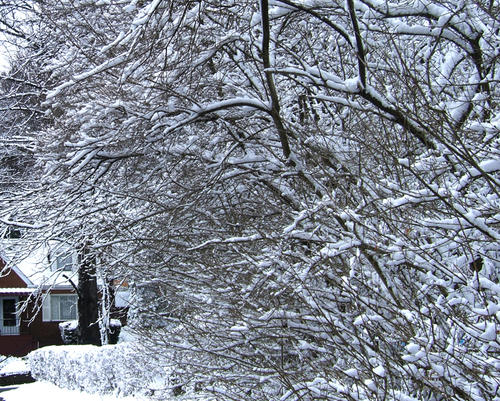 《冬雪如梦》(张茜)歌词555uuu下载