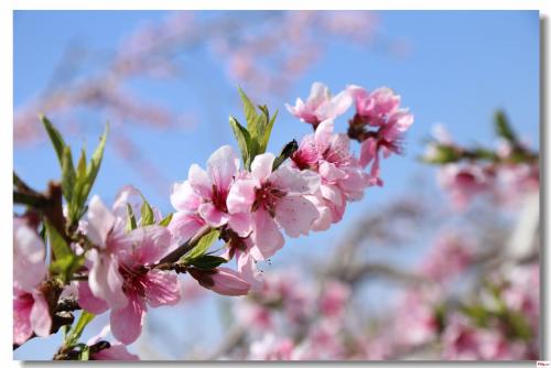 《桃花运》LRC歌词 《桃花运》(杨钰莹)歌词555uuu下载