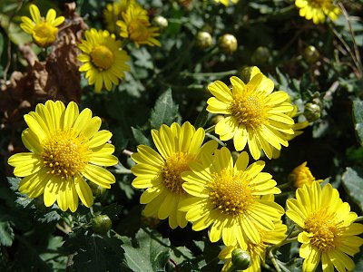 《菊花三月》LRC歌词 《菊花三月》(陈勇)歌词555uuu下载