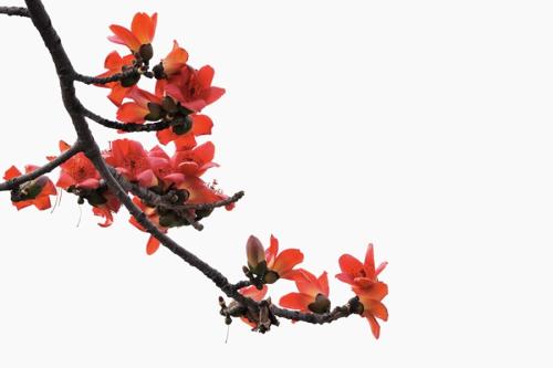 《红棉》LRC歌词 《红棉》(罗文)歌词555uuu下载