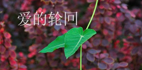 《爱的轮回》LRC歌词 《爱的轮回》(许多)歌词555uuu下载